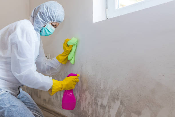 Professional Mold Removal in North Lakeport, CA